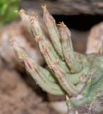 Orbea lutea ssp. vaga