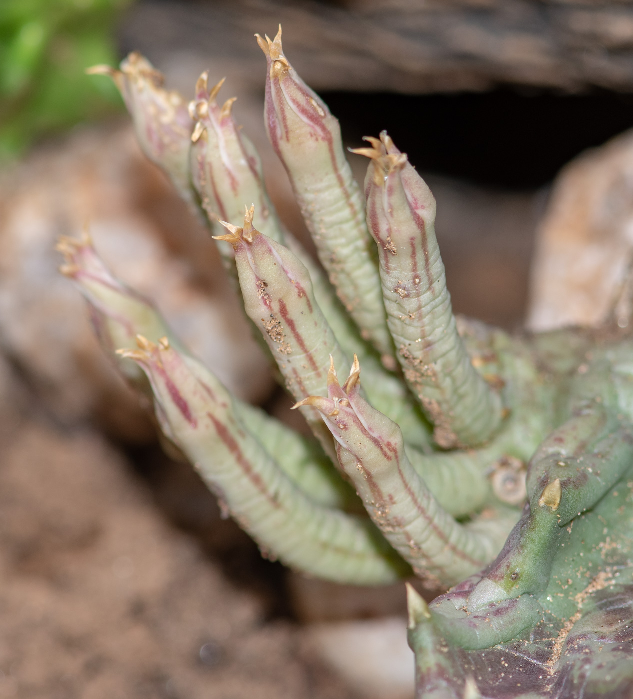 Image of Orbea lutea ssp. vaga specimen.