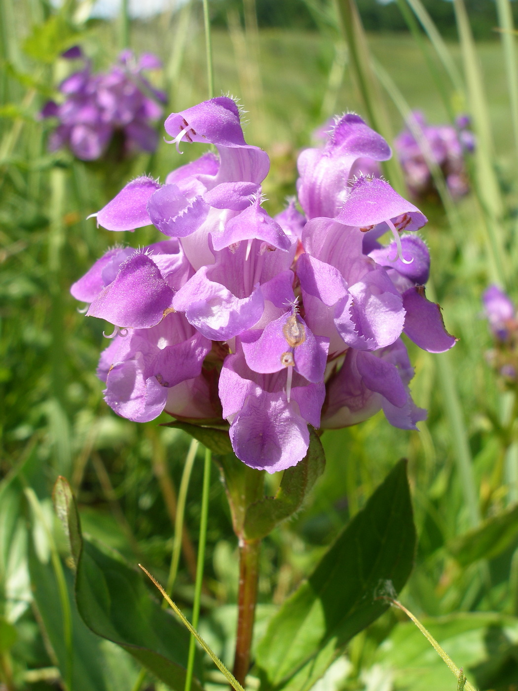 Image of Prunella grandiflora specimen.