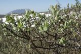 Salix lanata