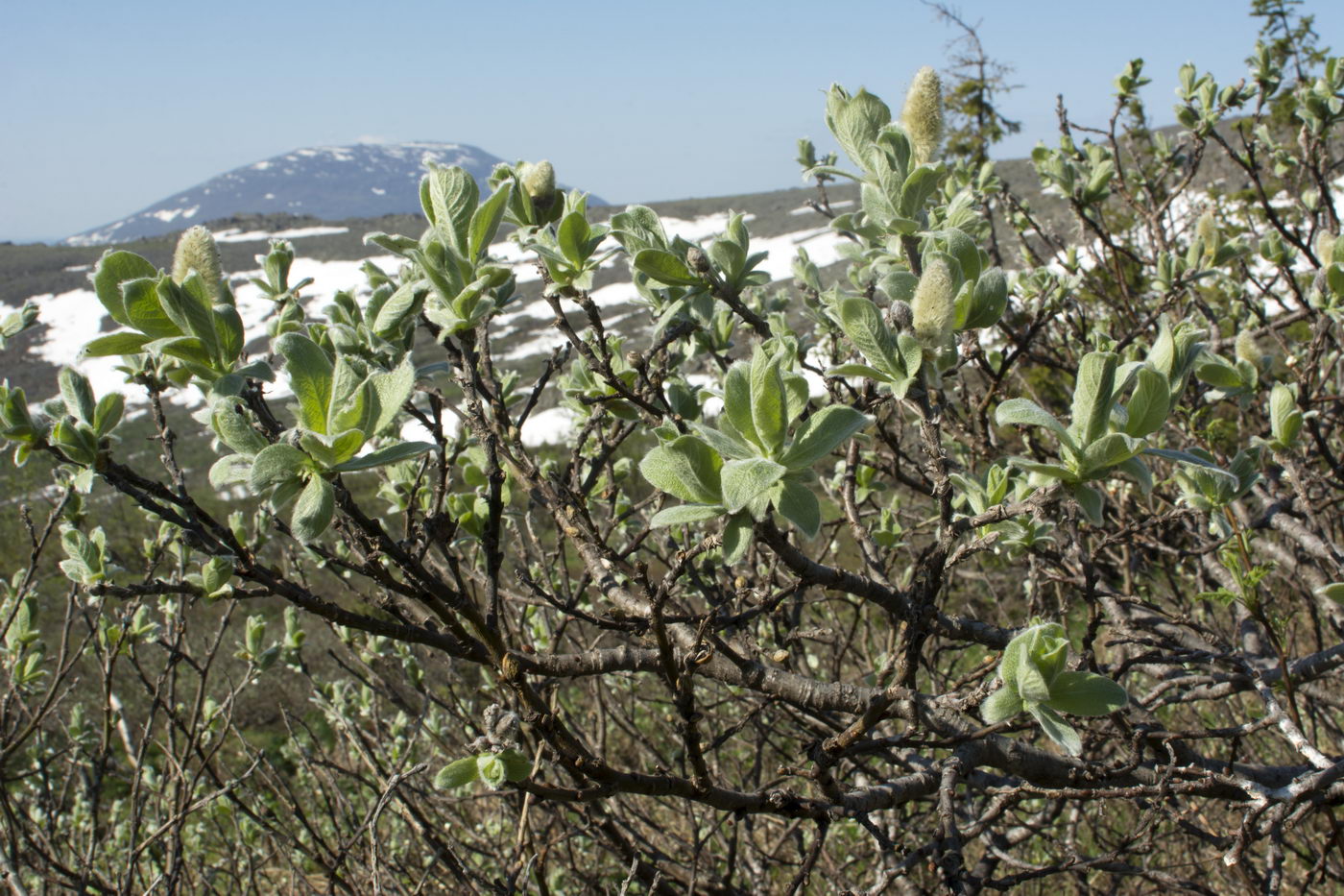 Image of Salix lanata specimen.