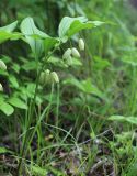 Polygonatum acuminatifolium. Цветущее растение. Приморский край, Шкотовский р-н, с. Анисимовка, берег р. Суходол, в тополёвнике из Populus suaveolens. 18.06.2020.