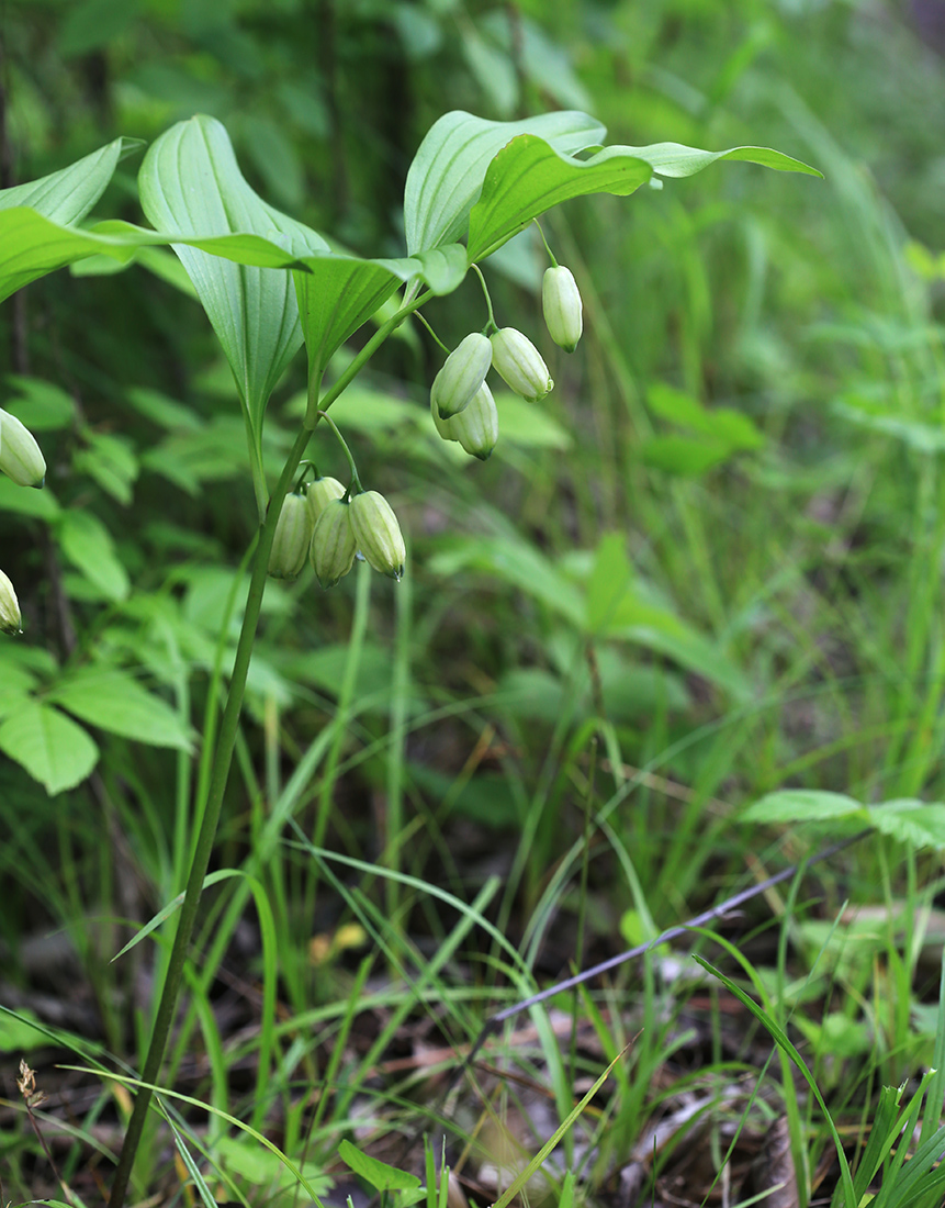 Изображение особи Polygonatum acuminatifolium.