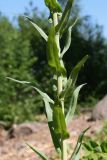 Isatis tinctoria