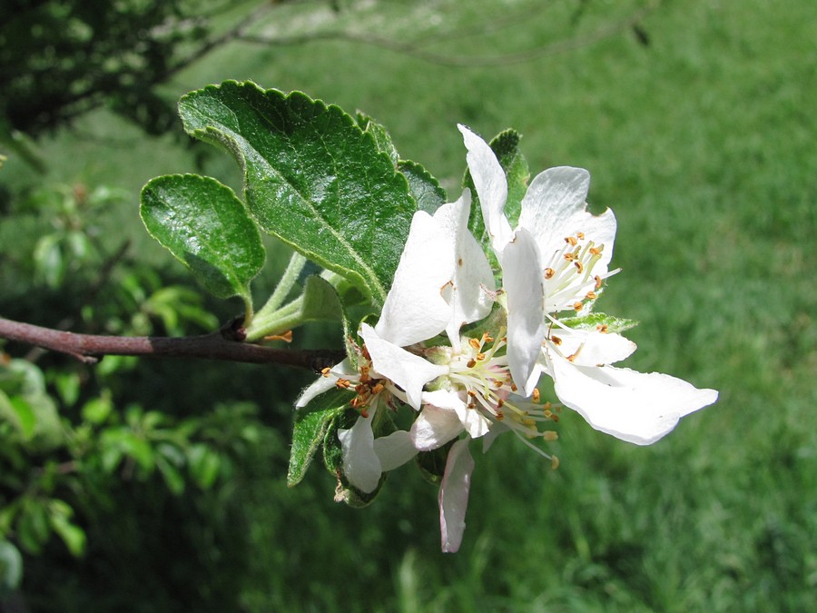 Image of Malus praecox specimen.