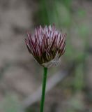 Allium inconspicuum