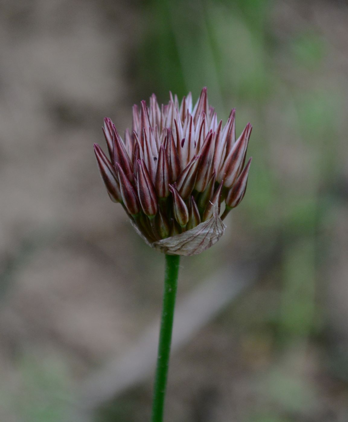 Изображение особи Allium inconspicuum.