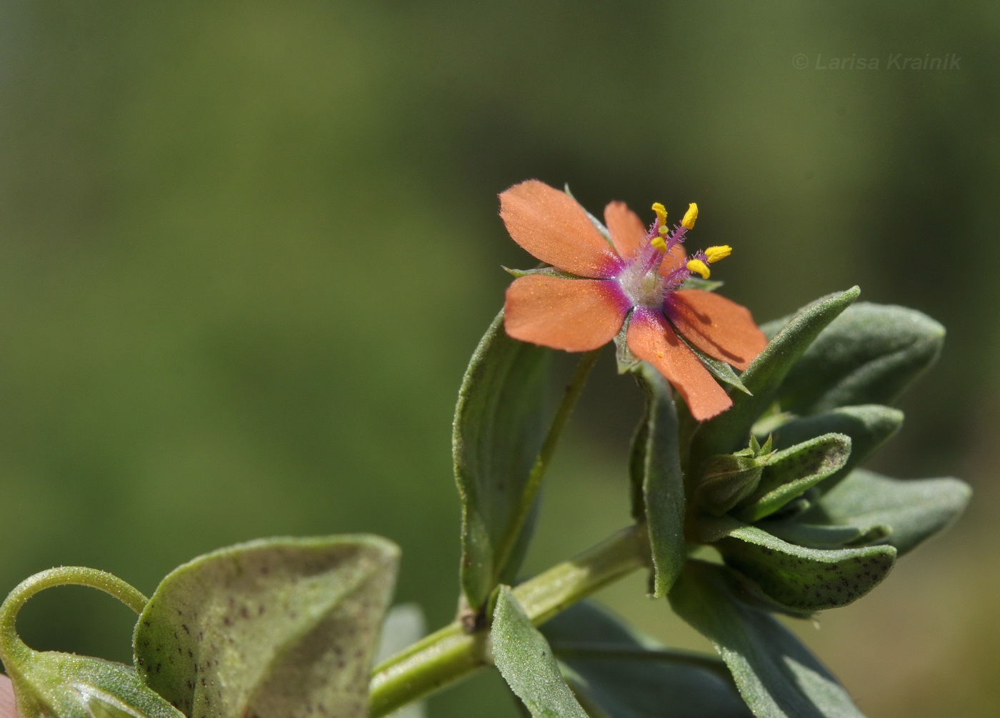 Изображение особи Anagallis arvensis.