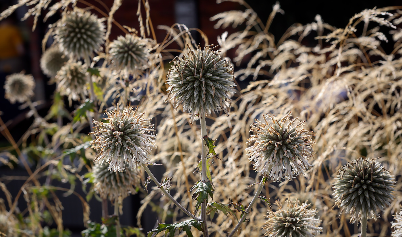 Image of Echinops sphaerocephalus specimen.