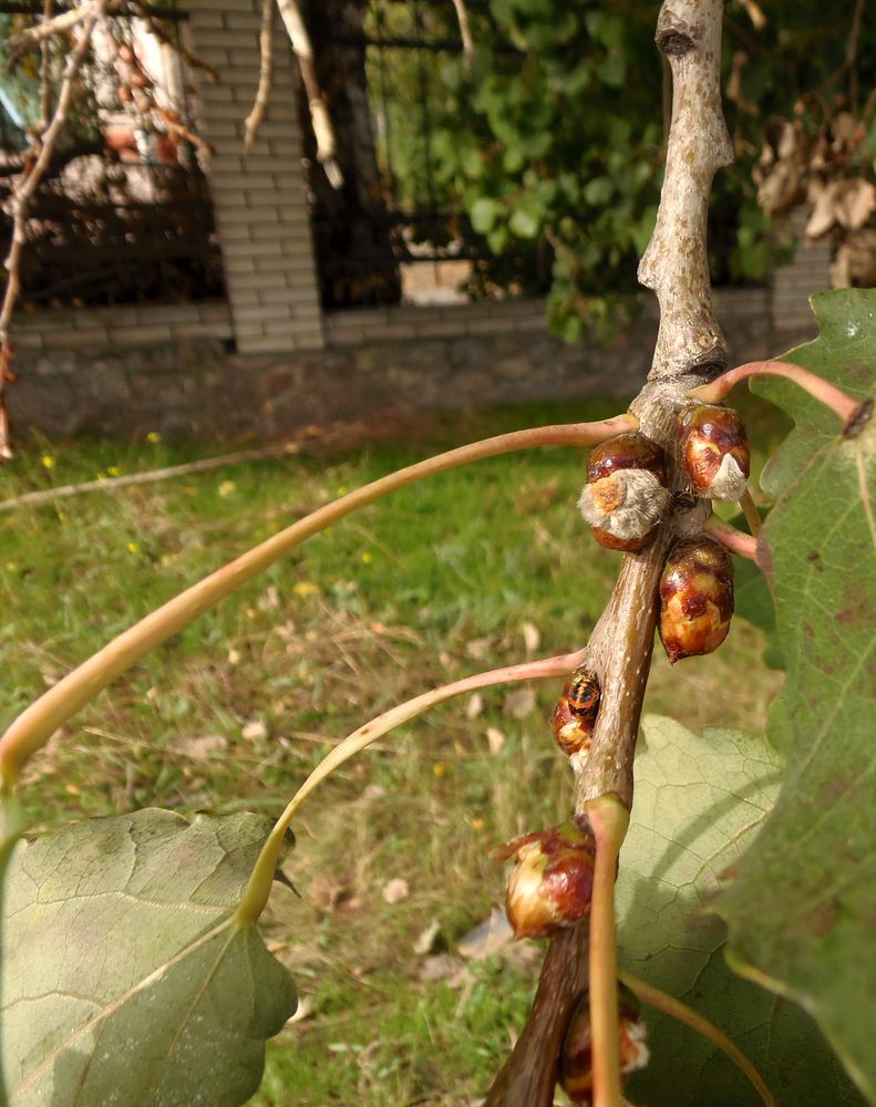 Image of Populus tremula specimen.