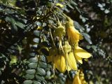 Sophora