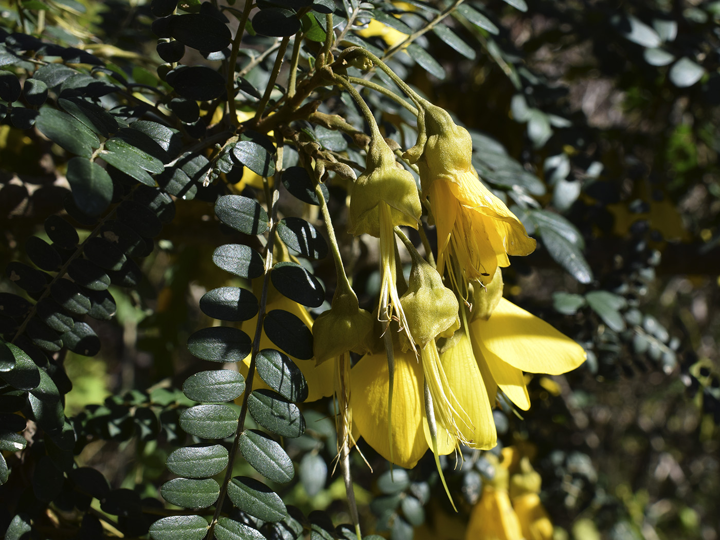 Image of genus Sophora specimen.