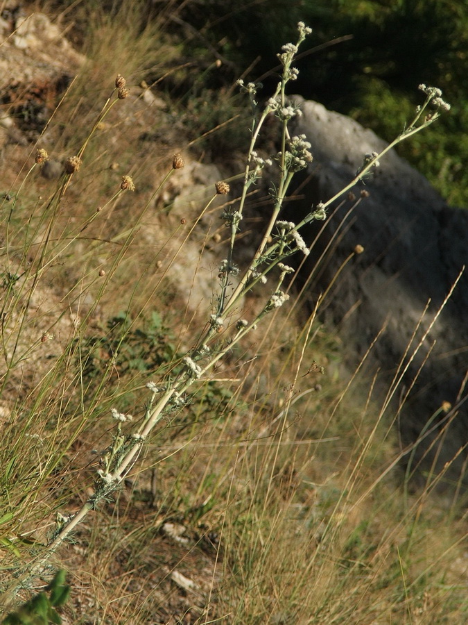 Image of Seseli dichotomum specimen.