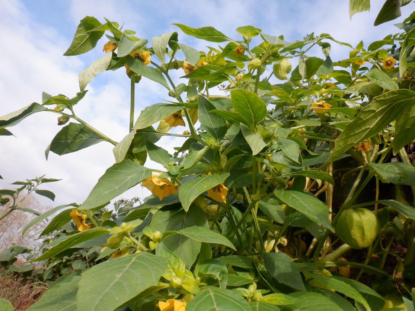 Изображение особи Physalis ixocarpa.