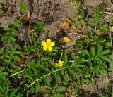 Potentilla anserina