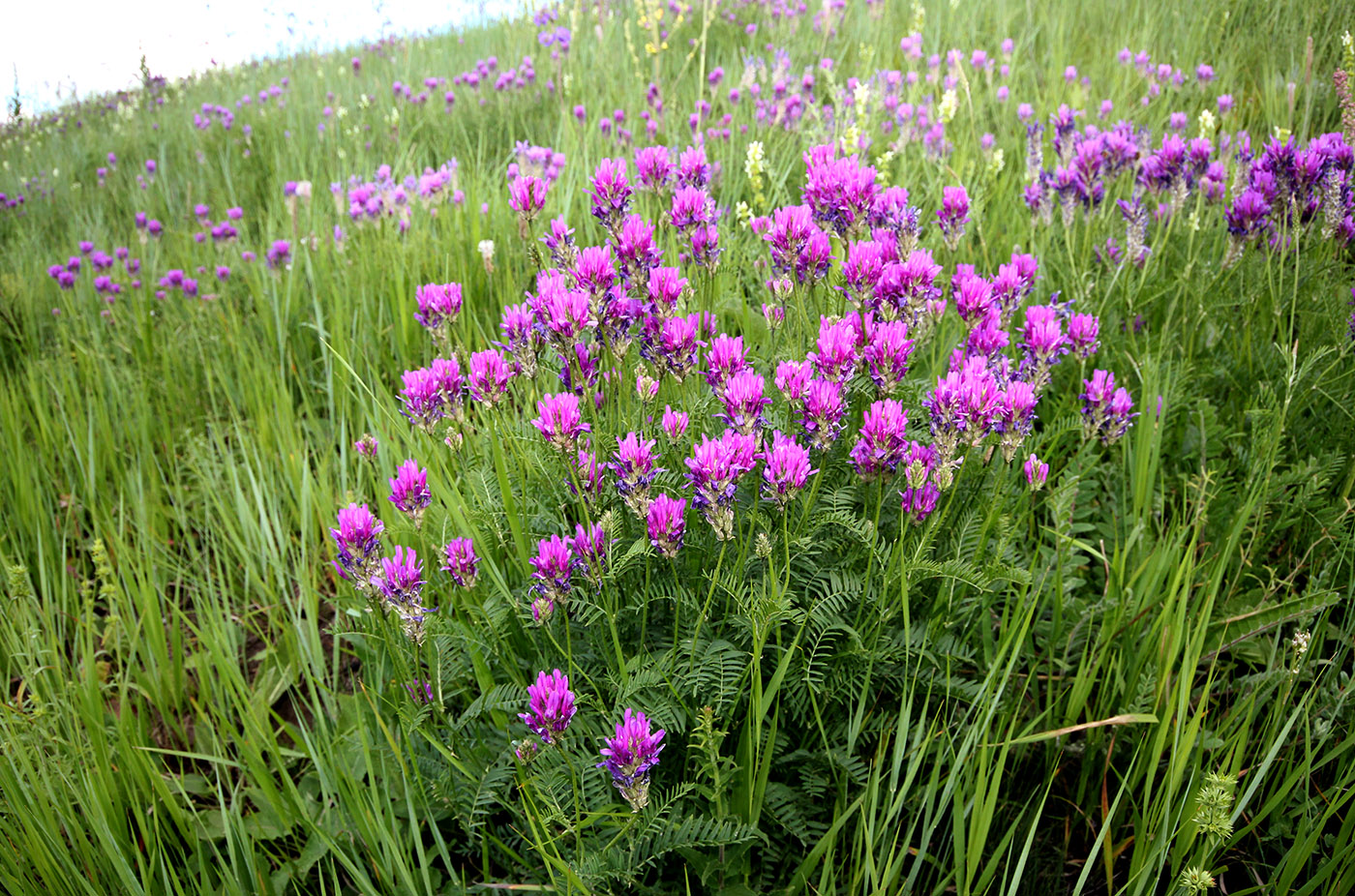 Изображение особи Astragalus onobrychis.