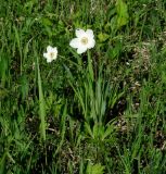 Anemone sylvestris