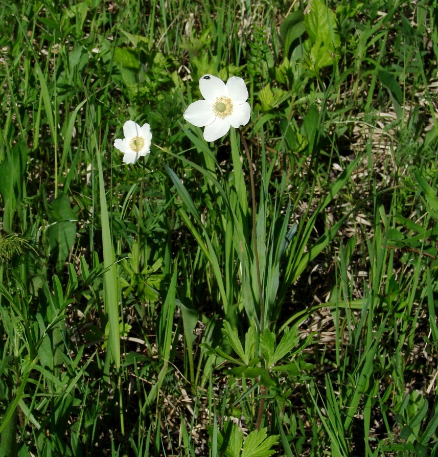 Изображение особи Anemone sylvestris.