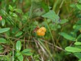 Rubus chamaemorus. Плод и часть повреждённого листа в окружении побегов Vaccinium vitis-idaea. Архангельская обл., Устьянский р-н, окр. дер. Акичкин Починок, край верхового болота Круглое. 12.08.2006.