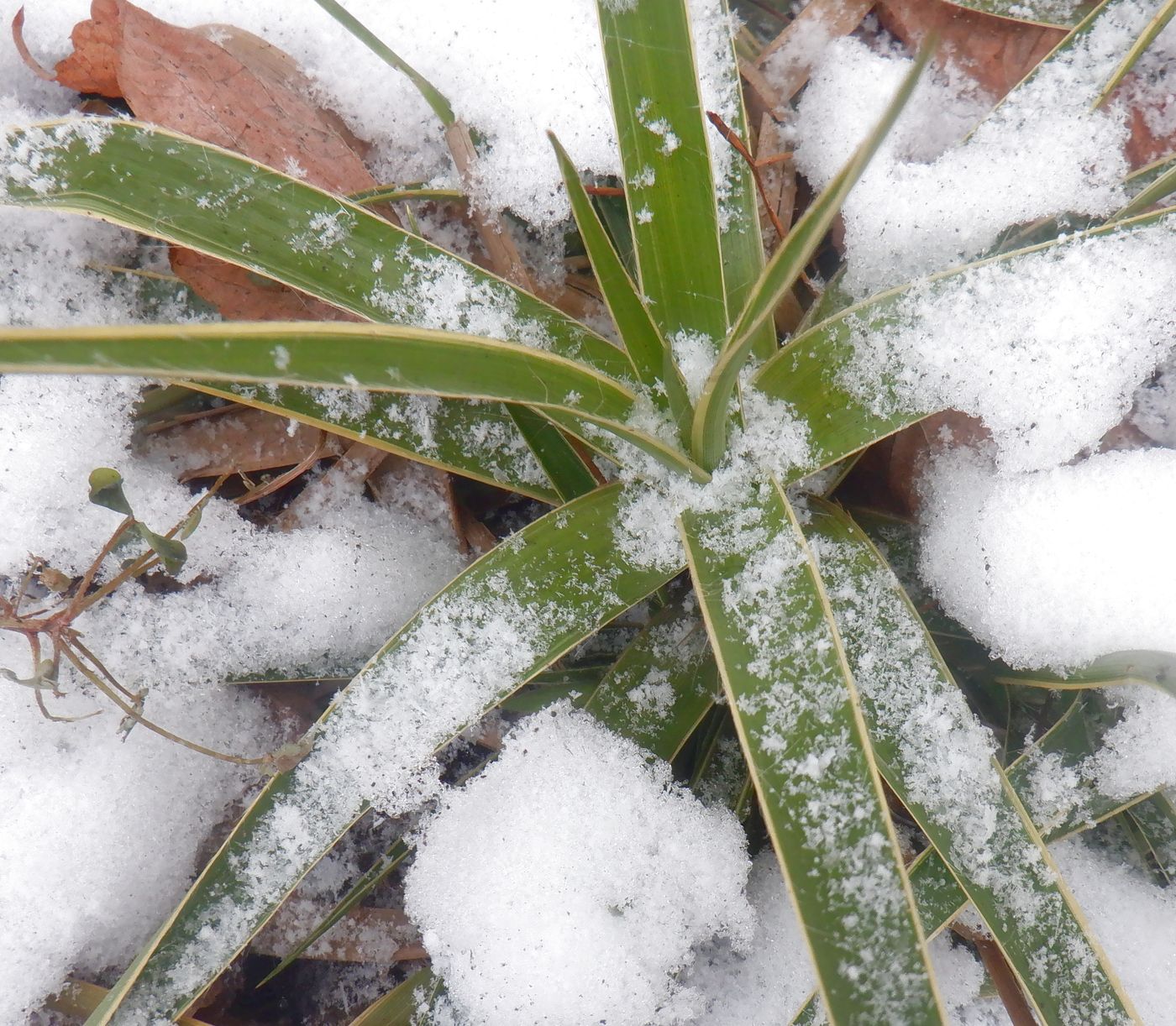 Image of genus Yucca specimen.