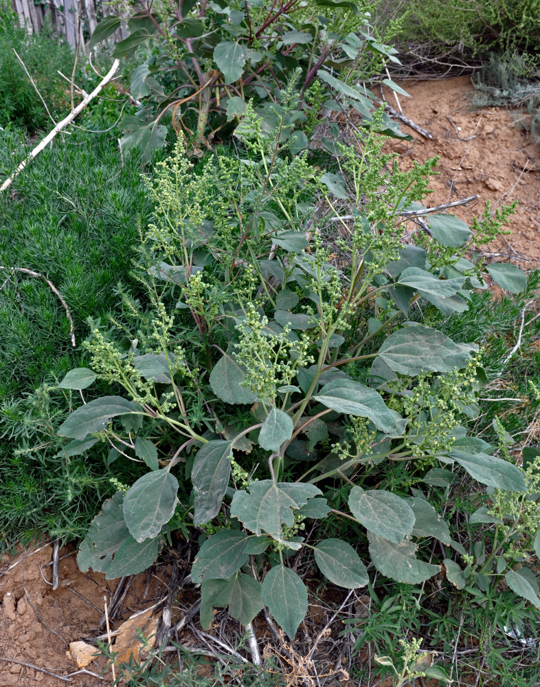 Image of Cyclachaena xanthiifolia specimen.