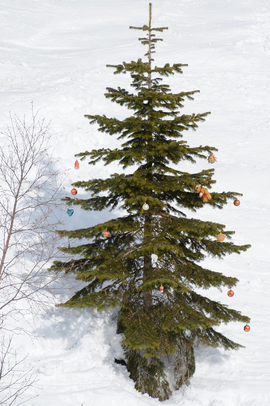 Изображение особи Abies nordmanniana.