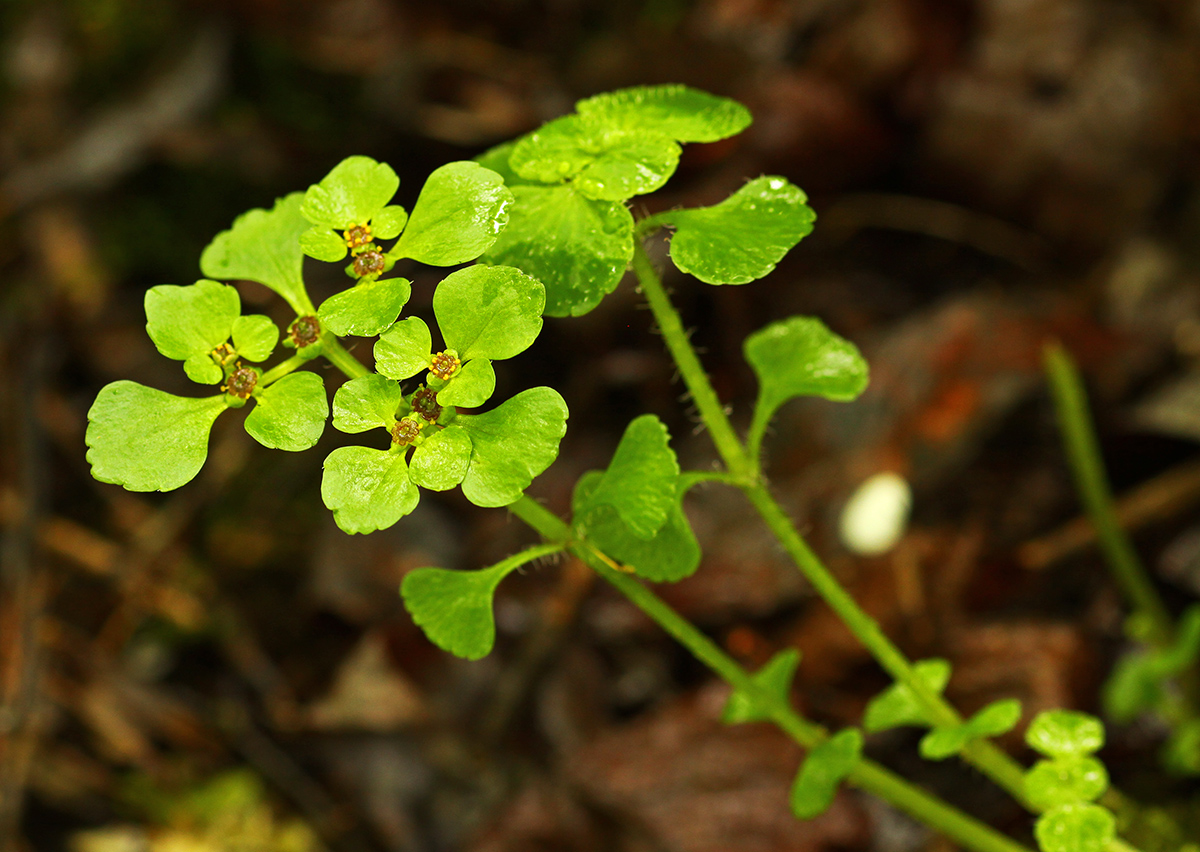 Image of Chrysosplenium ramosum specimen.