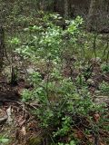 genus Rhododendron. Растение под пологом дубового леса. Приморье, окр. бухты Неприметной, 5,5 км к Ю-ЮВ села Милоградово. 13.08.2009.