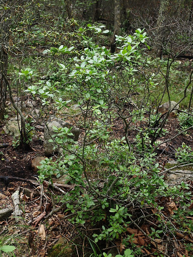 Изображение особи род Rhododendron.