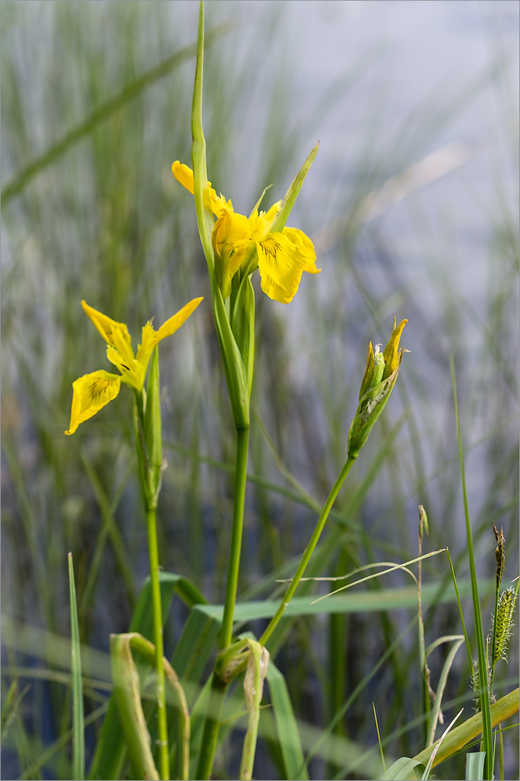 Изображение особи Iris pseudacorus.