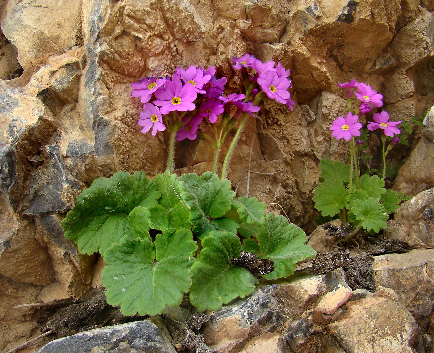 Изображение особи Primula minkwitziae.