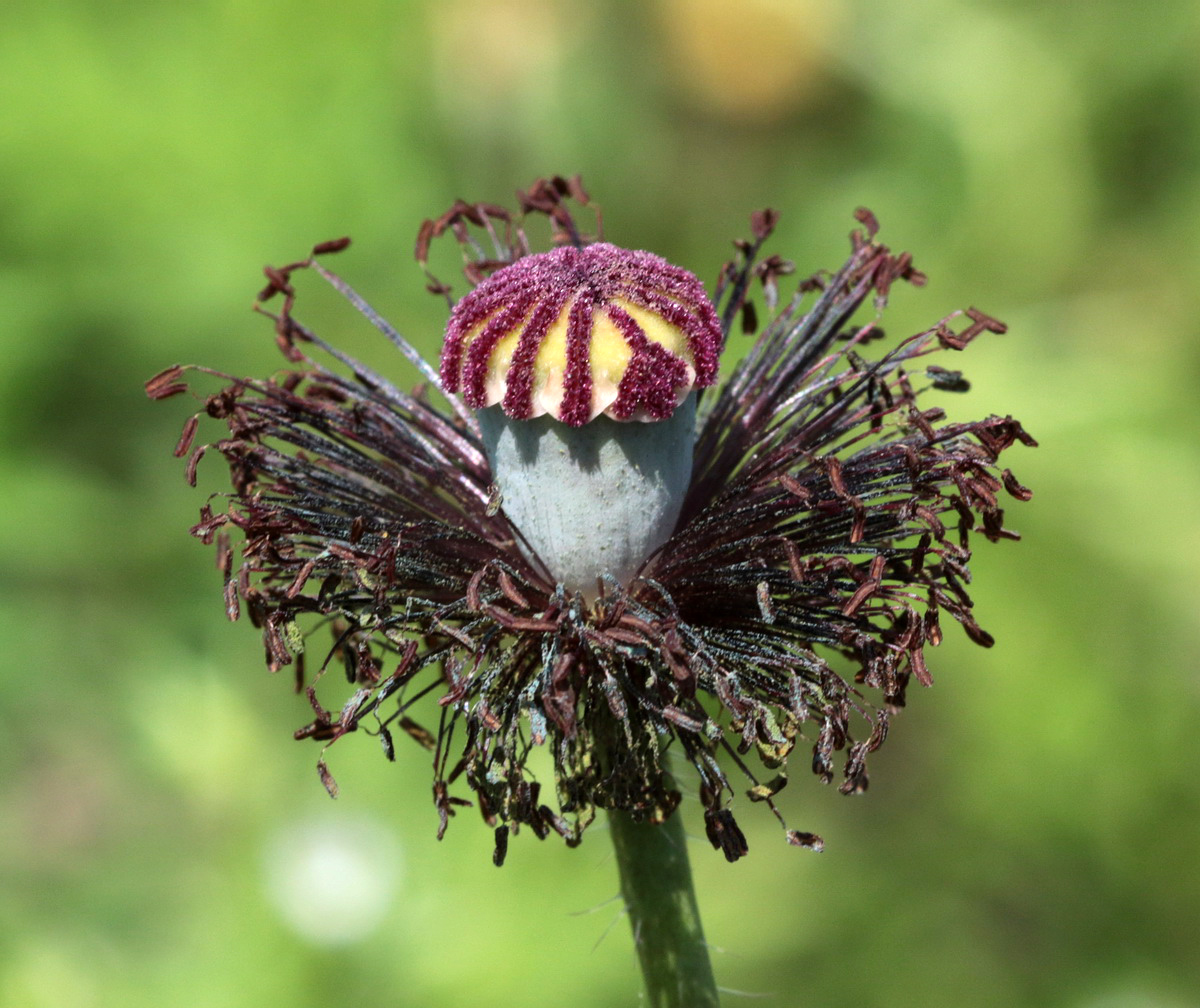 Image of Papaver rhoeas specimen.