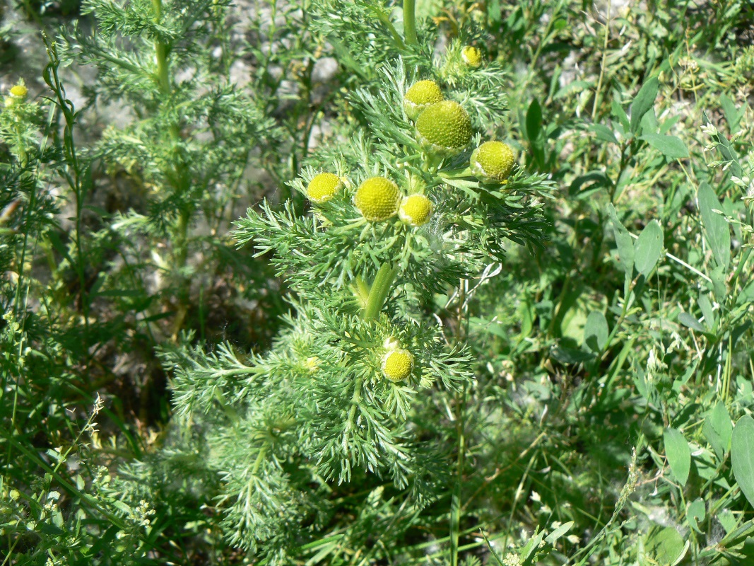 Image of Matricaria discoidea specimen.