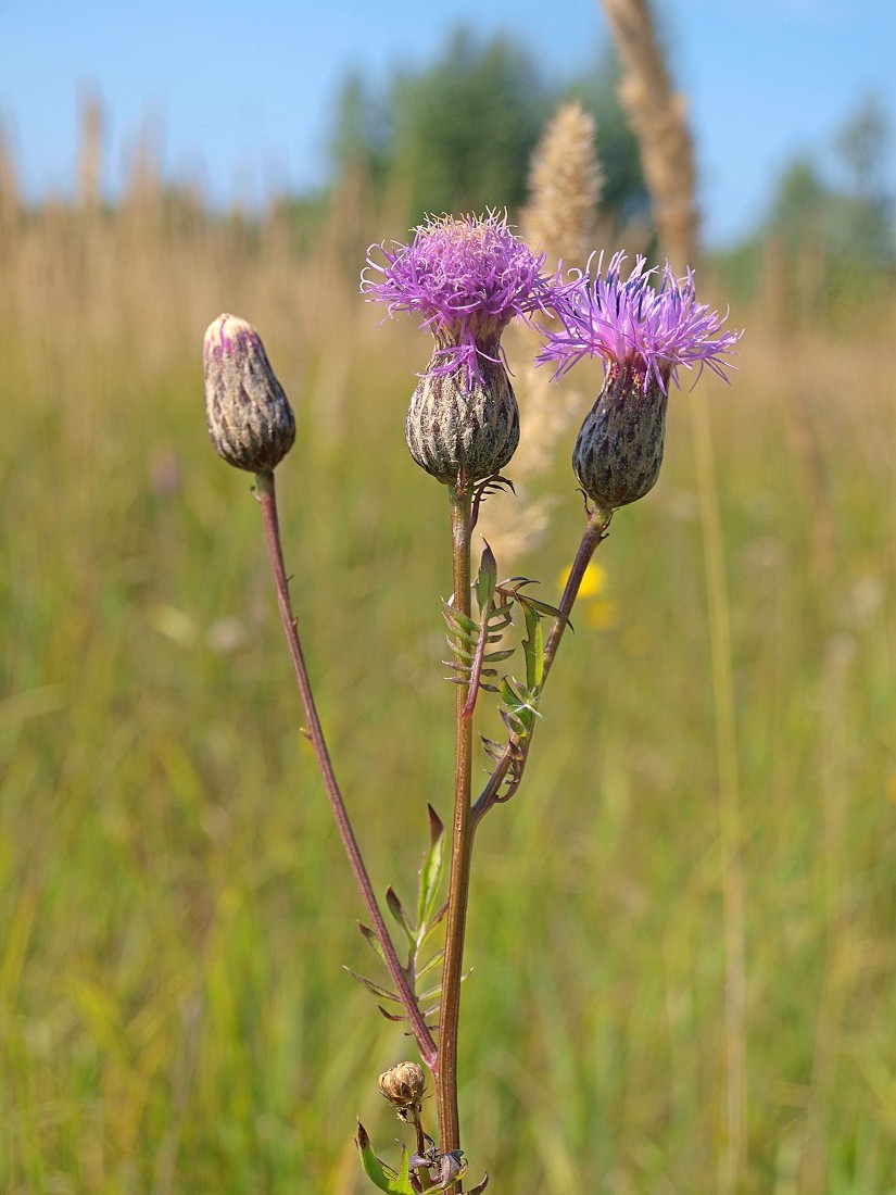 Image of Serratula coronata specimen.