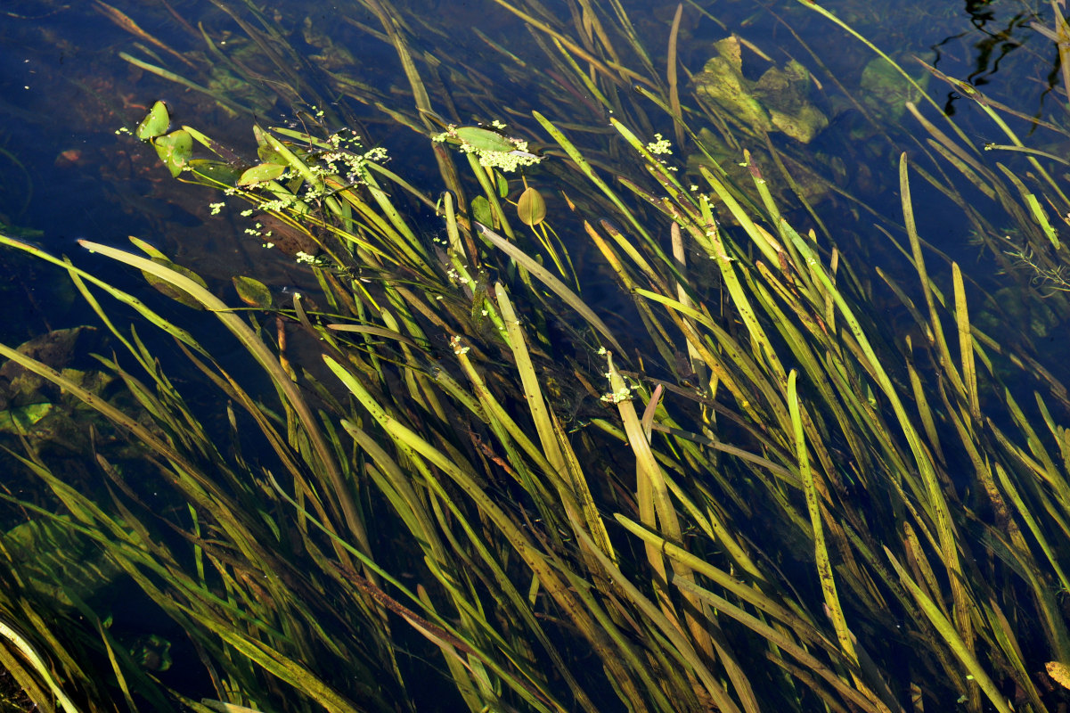 Image of Sagittaria sagittifolia specimen.