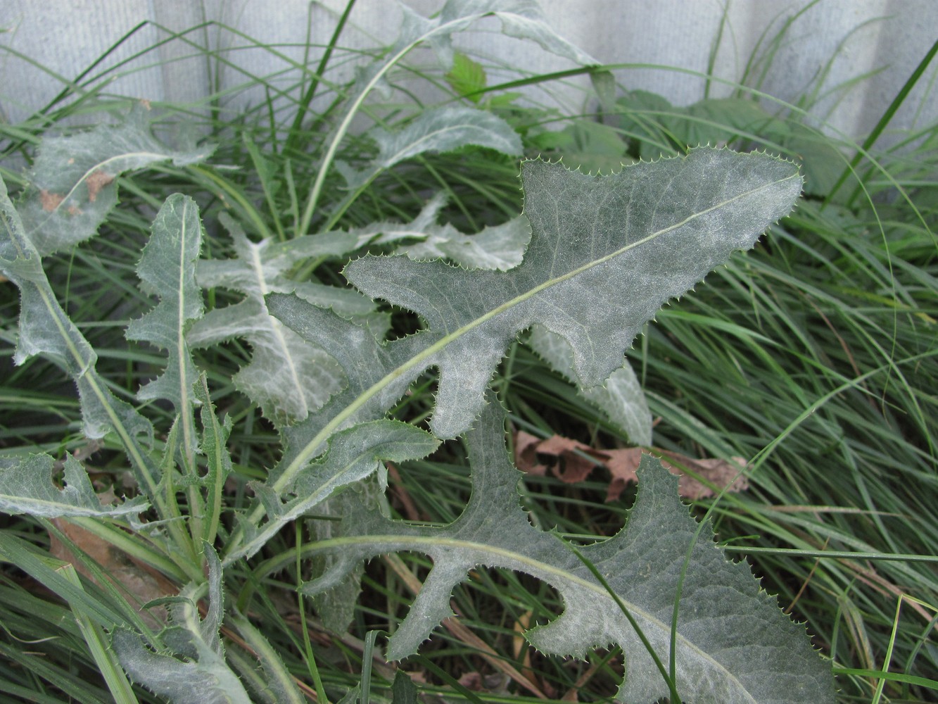 Image of Sonchus arvensis specimen.