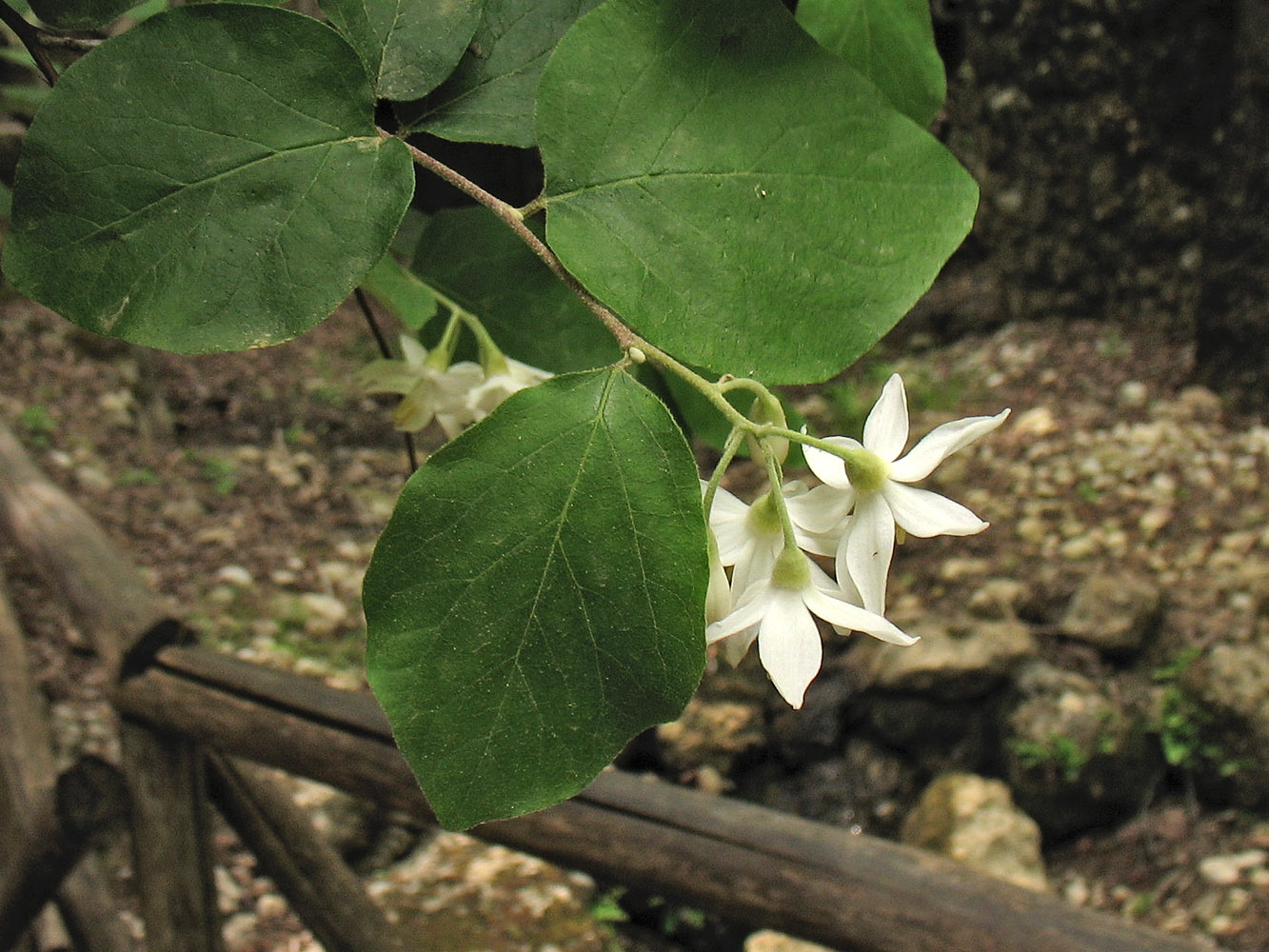 Image of Styrax officinalis specimen.