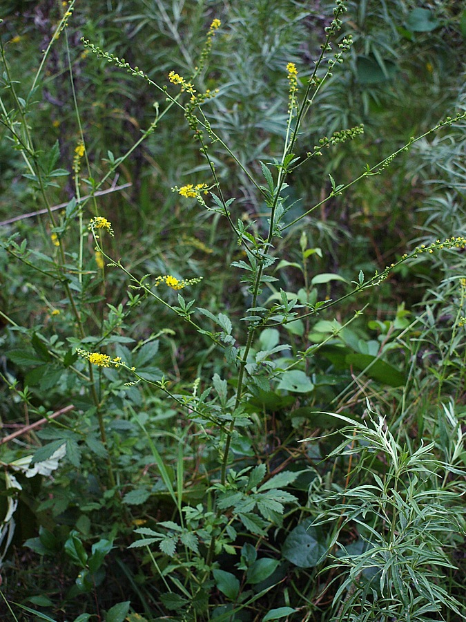 Image of Agrimonia viscidula specimen.