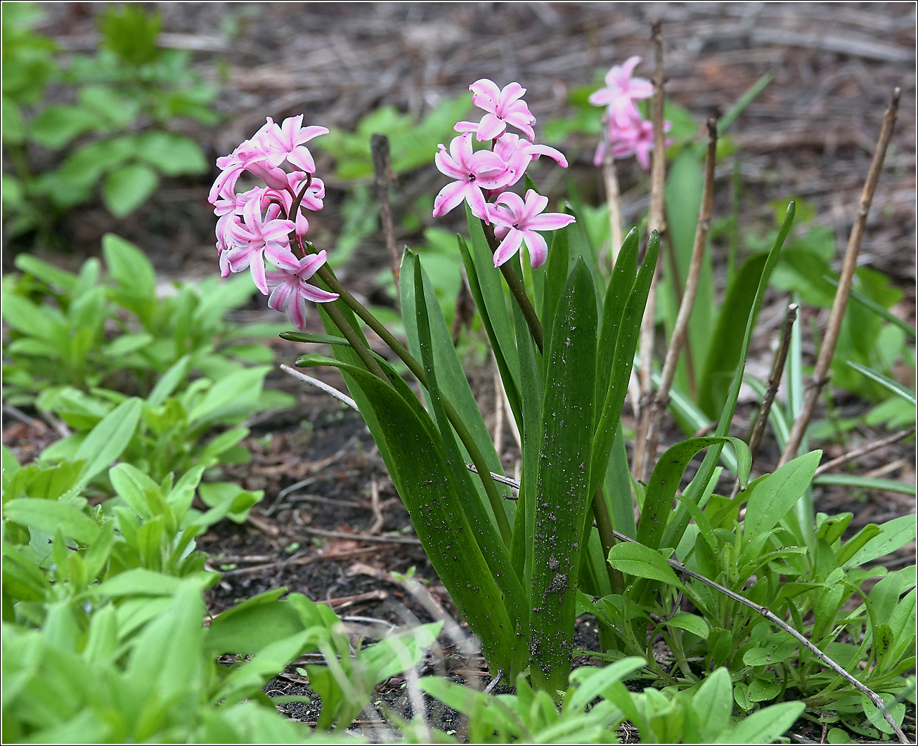 Image of Hyacinthus orientalis specimen.