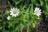 Cerastium nemorale