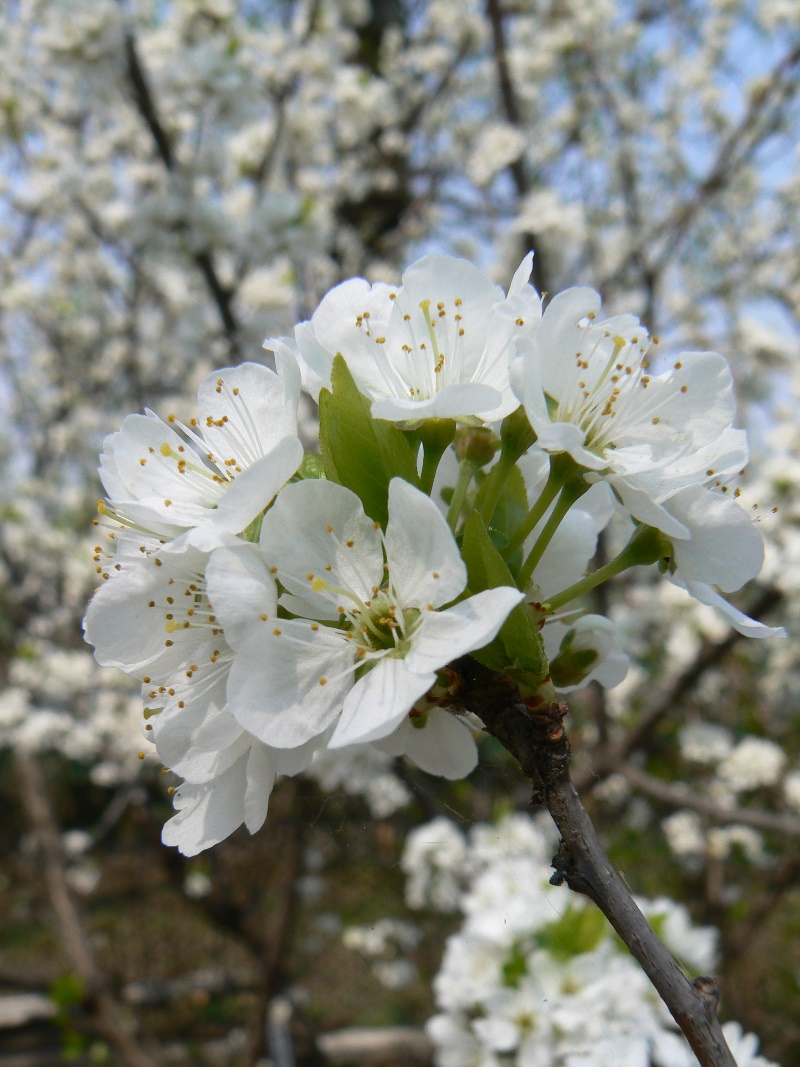 Image of Prunus domestica specimen.