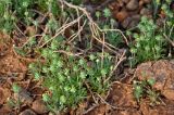 род Ceratocephala