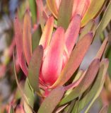род Leucadendron