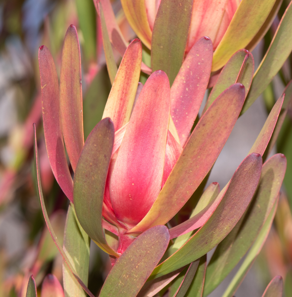 Изображение особи род Leucadendron.