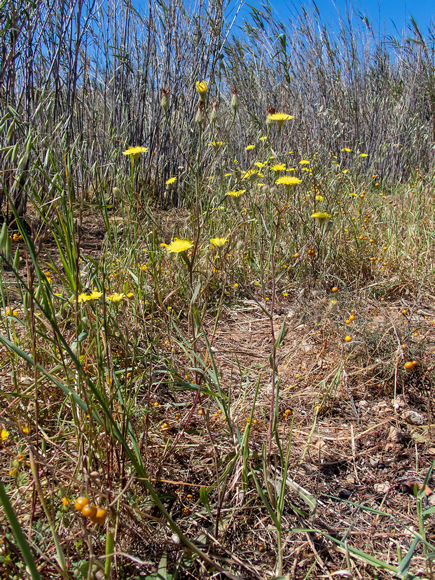 Изображение особи Crepis rhoeadifolia.