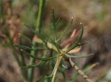 Falcaria vulgaris
