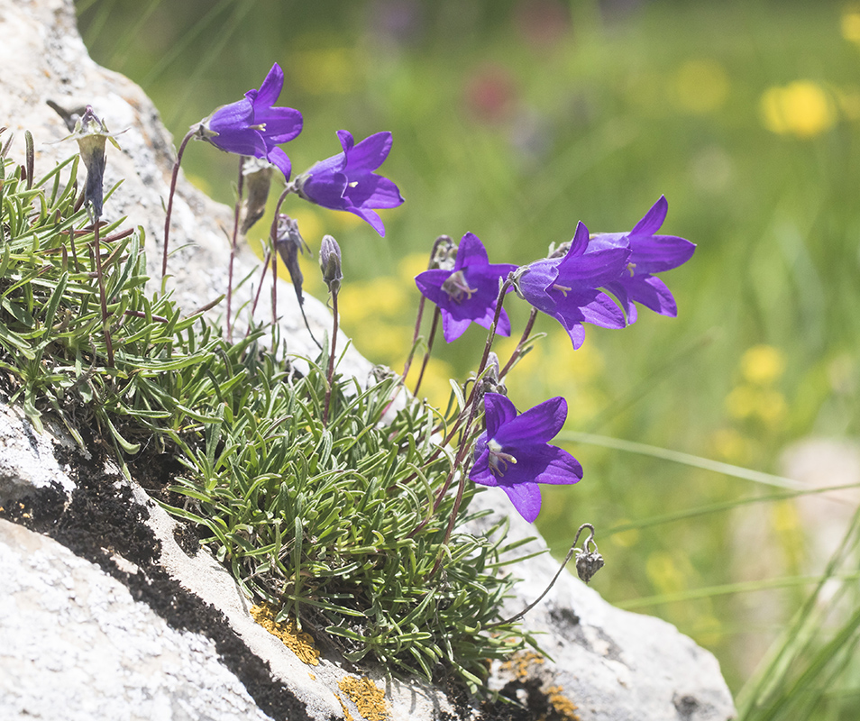 Image of Campanula saxifraga specimen.