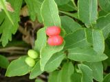Lonicera chamissoi. Сросшиеся зрелые плоды на верхушке побега. Камчатский край, Елизовский район, озеро Начикинское, влажный травянисто-кустарниковый луг. 28.07.2009.