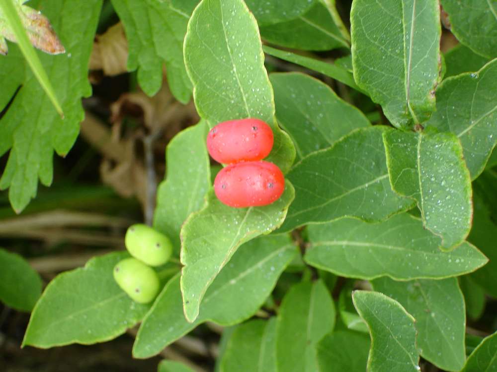 Изображение особи Lonicera chamissoi.