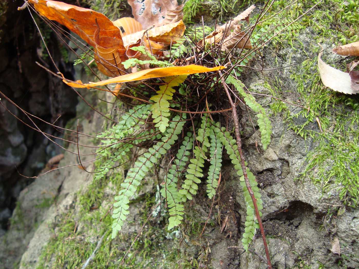 Image of Asplenium trichomanes specimen.